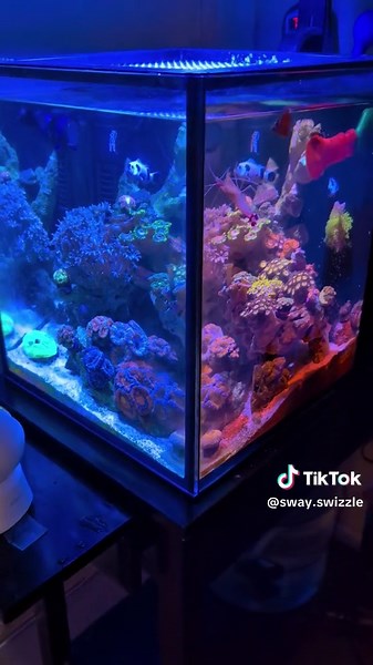 Sway Swizzle (@sway.swizzle)’s videos with Come Check This (Quickie Edit) - FETISH