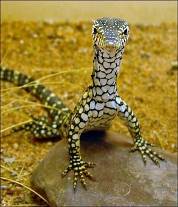Perentie - Alchetron, The Free Social Encyclopedia