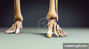 Ankle Fracture Animation - Mechanism of Injury Animation on Make a GIF