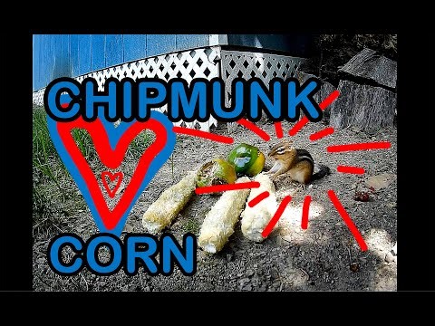 Chipmunk Pigs out on Corn Cobs: Caught on Trail Camera