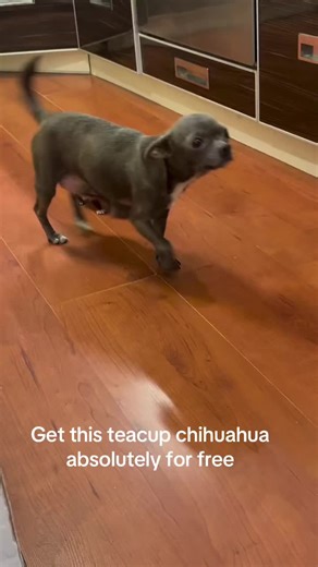 Won’t you want to own a free chihuahua this Christmas? #teacupchihuahua #puppies #appleheadchihuahua #tinychihuahua #pocketdog