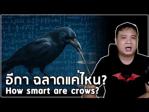 The intelligence of crows