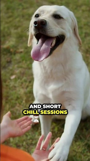 My Rabbit Learned Tricks — Here’s How