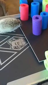 304K views · 5.4K reactions | You are NOT ready for American Hedgehog Warrior. ⭐️⭐️ | Ozzy Man Reviews | Facebook