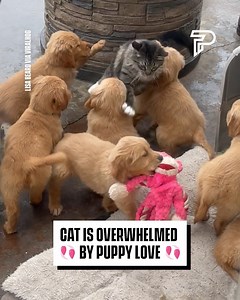 The Cat just wanted some peace and quiet | Pubity