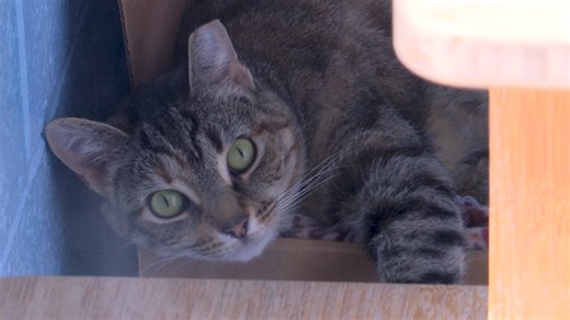 RVSCPA asking for the community’s help in replacing noisy cat kennel latches