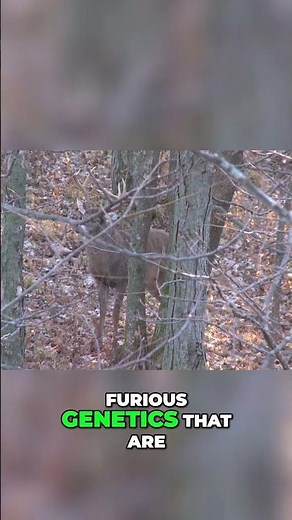 8-Pointer Buck: Genetics & Survival in the Wild #shorts