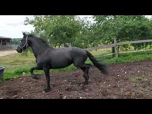 Cheval à vendre - Cheval frison entier - equirodi.com