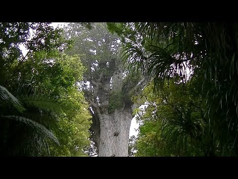 Kauri & Maori Karakia Tane Mahuta in Waipoua Forest; in1080p.