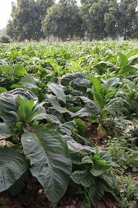 6M views · 10K reactions | तंबाकू की खेती ऐसे होती है | Indian Business Show | Facebook