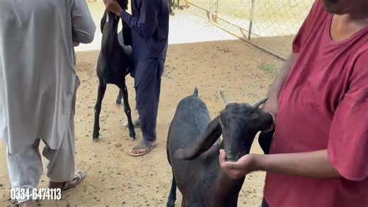 31K views · 2.3K reactions | Copper Bolus For Goats | Goat Land Farms | Facebook