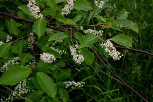 How to Make Real Wild Cherry Cough Syrup at Home in Your Kitchen with Wild Cherry Bark