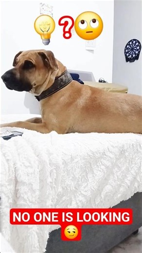 Caught Red-Pawed 🐾 Dog's Failed Sofa Sneak Attack#dogmemes