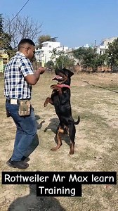 21K views · 429 reactions | Rottweiler puppy Training #dogtok #dogtraining #dogtrainerlife #dogtrainingadvice #rottweiler #rottweilersofinstagram #rottweilerpuppy #rottie #rottweilerworld #reels | K9 Yadav Dog Training Centre Agra | Facebook