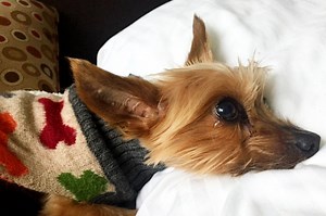 Donate to Help Hadley, organized by Missy Crozier