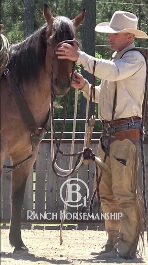 That's a good fitting hackamore.