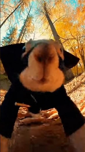 “Ninja Squirrel Flip Toward Camera | Ultra Wide Angle Cinematic Shot”#NinjaSquirrel #SquirrelFlip