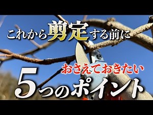 柿の剪定でおさえておきたい５つのポイント
