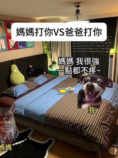 【😺CatDramaCorner】媽媽打你VS爸爸打你 #cat #貓meme小劇場 #00後 #shorts #shortvideo #funny cat videos