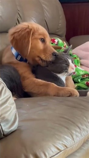 Just too sweet! #funnyvideos #funny #cute #foreignvideoshare #catsanddogs