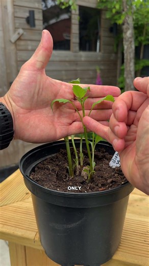 Dahlias plants gardening
