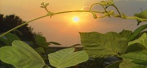 Kudzu History, Control & Uses - The Amazing Story of Kudzu | Max Shores