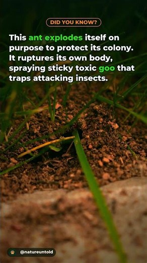 This Ant Explodes Itself to Save Its Colony