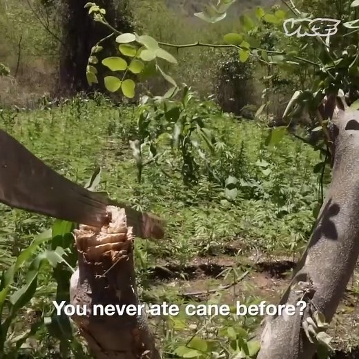 6.9M views · 339K reactions | Jesse Royal takes us to his farm in the Jamaican hills where we discuss Rasta traditions, the British Empire and western life. | VICE TV | Facebook