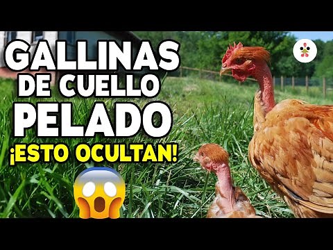 Your chickens don't have neck feathers? Here are 10 weird facts.