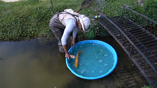 We found my giant arowana barely alive