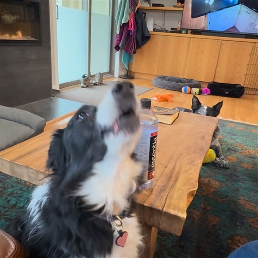 Mary Ann Redmond on Instagram: "Indi knows a low note! Moses is handsome! Everybody has their strengths. #dogs #love #animals #bordercollie #heeler"