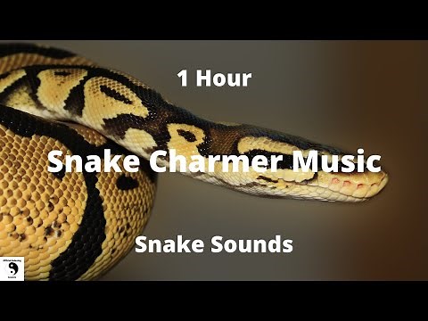 Snake Charmer Music - Snake Sounds - Relaxing Music - Meditation - Stress Relief - 1 Hour
