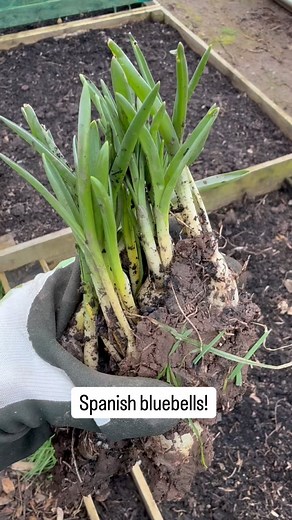 Last year on my new allotment I excitedly admired these beautiful blue plants. But having learnt more about them I felt the only responsible thing would be to dig them up and dispose of them. Spanish bluebells outcompete our native bluebells and hybridise with them meaning that our native bluebells are at risk of disappearing from our countryside for good. They grow vigorously and spread by both bulb and seed so even though they appeared contained to one small bed they could actually be spreadin