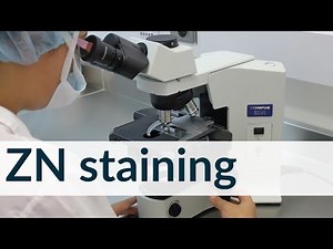 ZN Staining technique | Microbiology