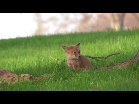 An adorable fox kit (vocalizing) - April 24 2026