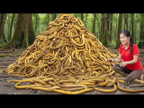 Catching 1000+ Giant Swamp Eels & Go to Market Sell | Rescue python from trap