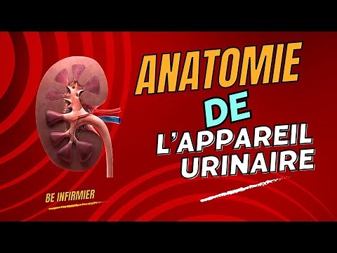 Tout savoir sur l'appareil urinaire : Anatomie, Fonctionnement et Conseils