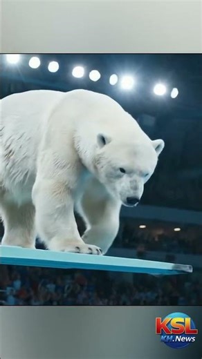 Epic Animal Olympic Dives| Animals Competition #shorts