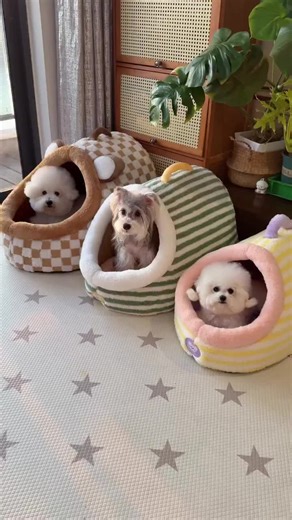 Bichon Frise Cape Blanket - Shop Now!