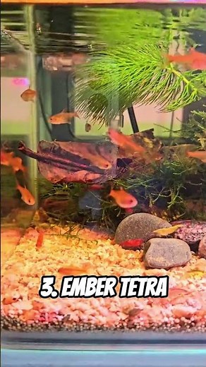 4 Freshwater Ornamental Fish for Beginner Aquariums!
