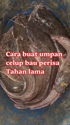 Cara buat Umpan celup Mancing ikan keli