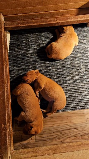 Gracie pups post-mealtime!! Dreaming about the next feeding time. They are getting bigger every day. Starting the early signs of their eyes opening. | Grove British Labs