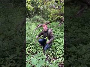 Get pulling! Himalayan Balsam control during June - early July