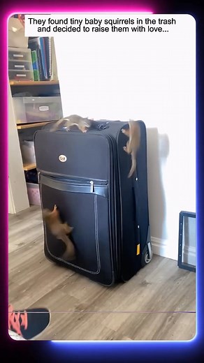 They found tiny baby squirrels in the trash and decided to raise them with love. | Wildlife Animals