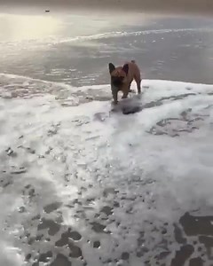 In the beach 🏖️ | French Bulldog World