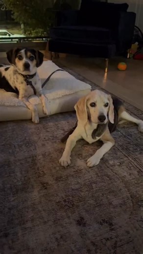 Outside of forecasting snow, really in my stay at home and spend all the time I can with Lola Era. (& Lottie) 🐾💕🐶 | Cheryl Scott ABC7