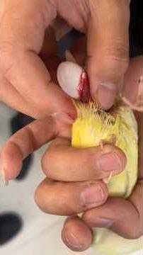An egg had been stuck inside this parrot for a few days I saved the egg #babyparrot 🦜#birds #parrot