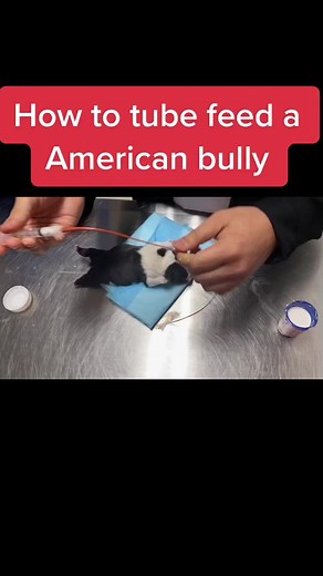 How to tube feed a puppy