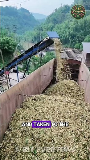The Power of Eco-Friendly Resources: China's Bamboo Powder Process #bamboo #charcoal #abiteveryday