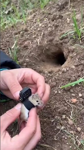 What actually happens inside a mouse hole? 😳🐭 #POV #usa #facts